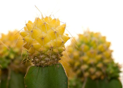 Cactus close up photograph on white bacground