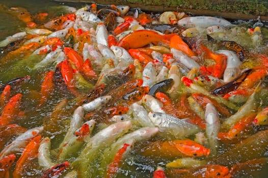 A school of colorful asian fish in a pond grouped on top of each other