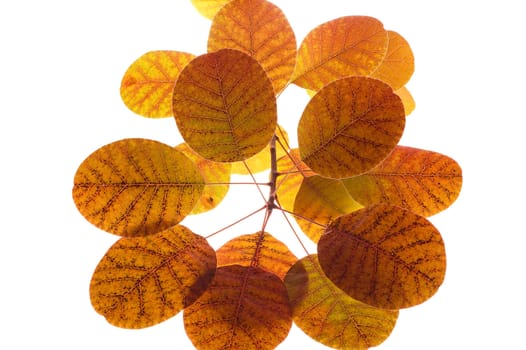 Fall image of Isolated leaves on white bacground