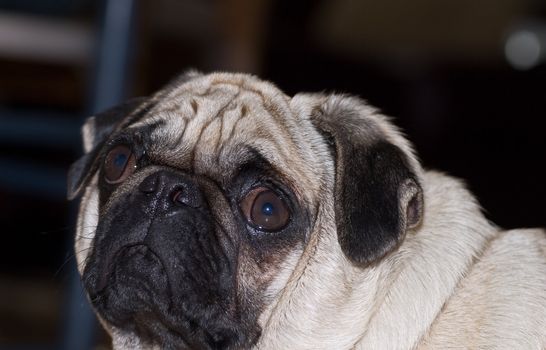 Wrinkled dog looking into camera with ears down