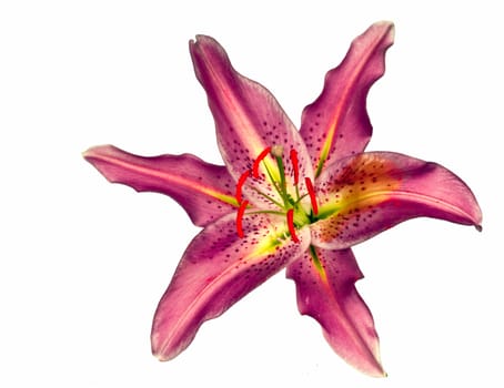 Lily , flower composition on white background