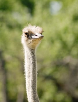 Portrait of an Ostrich taken in Toronto ZOO