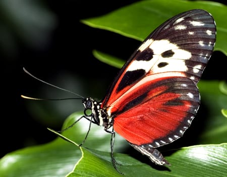 Butterfly in nature close up photograph leafs on the background