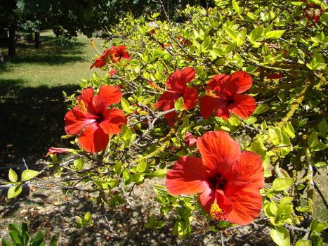 red rosemallow