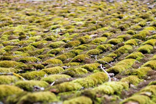Old tile mossy roof Abstract background