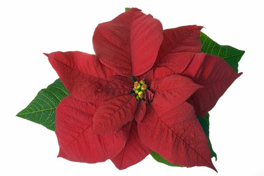 Christmas decoration flower isolated