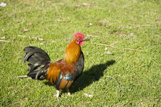 The cock walking across the grass