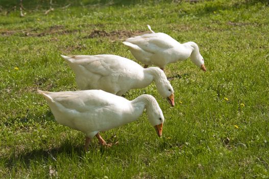 Three white ducks graze the grass at nature