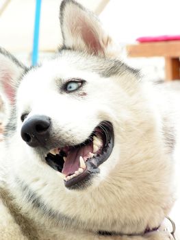 Nice looking Siberian Husky portrait