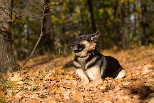 Lying mongrel dog in autumn forest 
