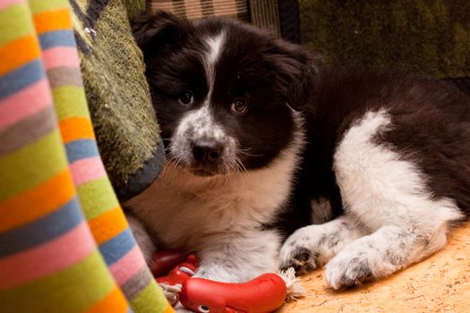 sorrow samoed puppy with toy
