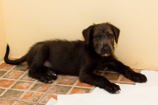 black puppy lying  on paper  
