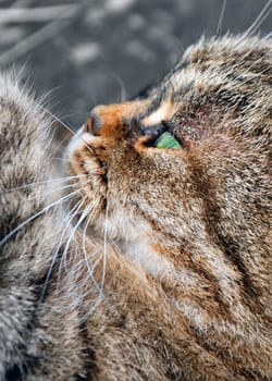 A photograph of a beautiful cat from the side, with a paw, whiskers and vivid green eyes on show