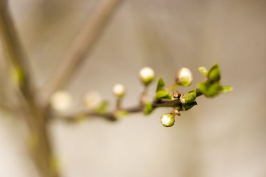 The macro focused shoot of rising flowers at leafs at comming spring