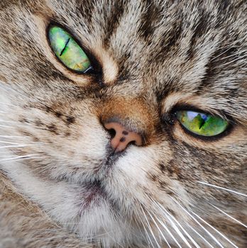 A photograph of a cat's face, showing its vivid green eyes and white whiskers