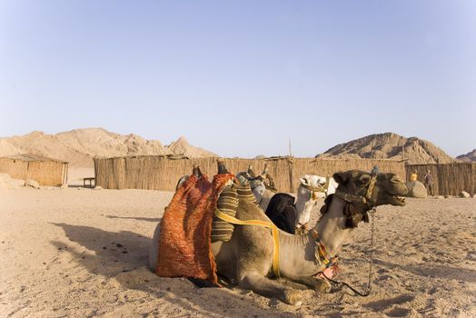 Two camels have a rest in Bedouin village in Sahara Desert