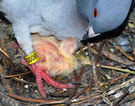 A photograph of a tagged pigeon protecting its squab in their nest