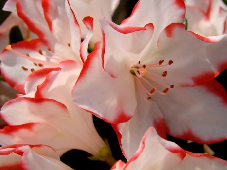 red white azalea
