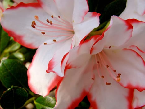 red white azalea