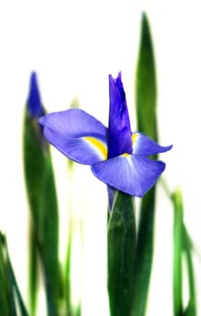 Blue and green Iris isolated on white background.