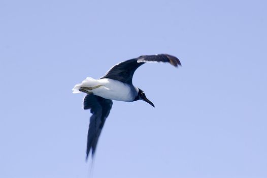 Sea gull on the blue sky