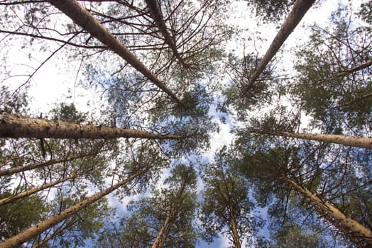 Cyclic tress towards the sky