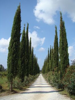 cypresses entranceway  in Tuscany