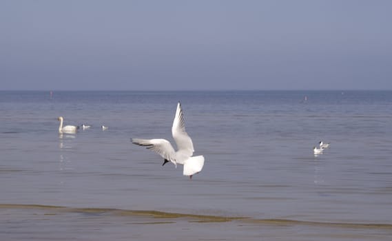 Seabirds, feeling of the freedom