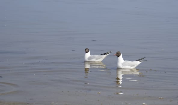 Seabirds, feeling of the freedom