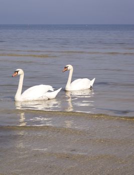 Swans - symbol of peace and love