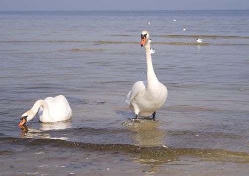 Swans - symbol of peace and love