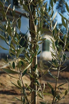 olive tree on a small farm