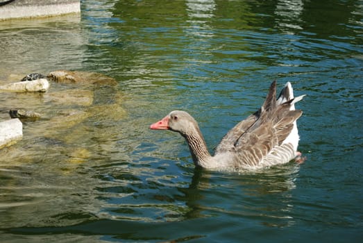 ducks having fun on a artificial lake