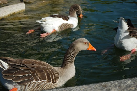 ducks having fun on a artificial lake