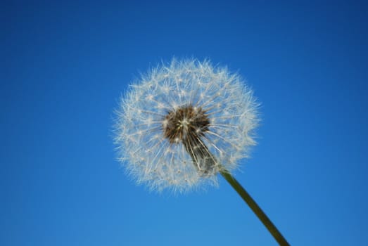 white dandelion on blue background