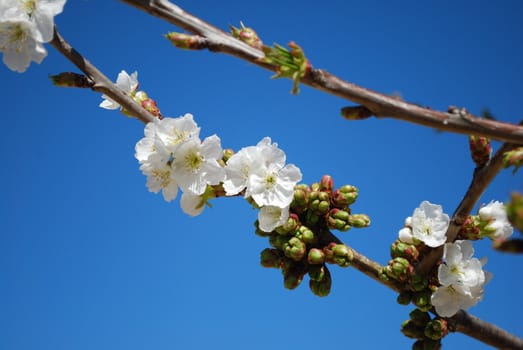 cherry flowers with blue sky background