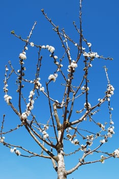 Cherry tree with blue sky background