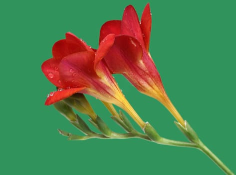 Red freesia on green background