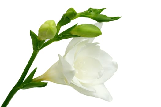 White freesia on white background