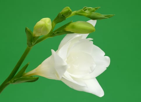 White freesia on green background