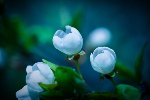 Flower in blossom - in
 blue colors