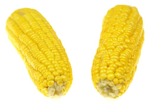 Corn cob over white