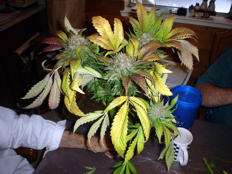 A large Marijuana plant branch with multi colored leaves and large buds.