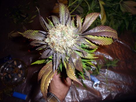 A large purple Marijana bud covered in white hairs and resin.