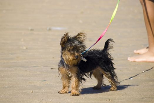 A Yorkshire Terrier portrait at windy sunny day at the beach