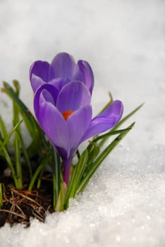 Crocus closeup with snow an ice.
Norway 2009.
Selective focus.