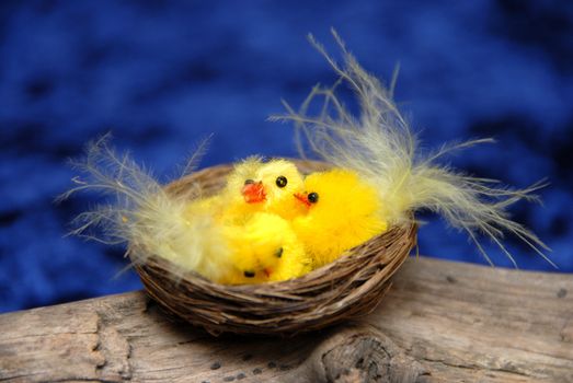 Easter Chickens. 
Small bird nest used as decoration.
Norway 2009.
Selective focus.