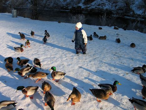 Toddler playing with ducks in the park in the winter