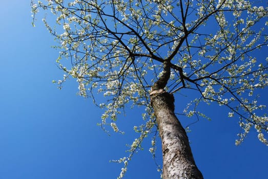 closeup cherry tree in blossom