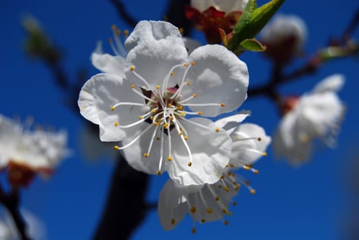 closeup white cherry flower in blossom 